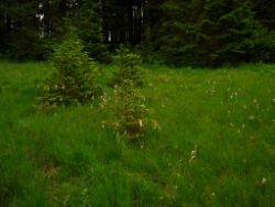 2013-06-22_Hirschhoerndl_Jochberg (021).JPG
